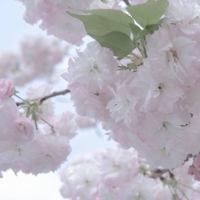 清新FurryQQ群介绍